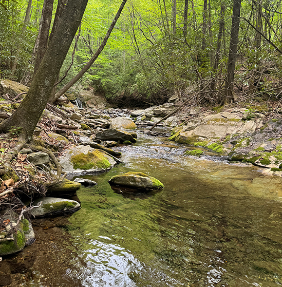 Streams & Ponds